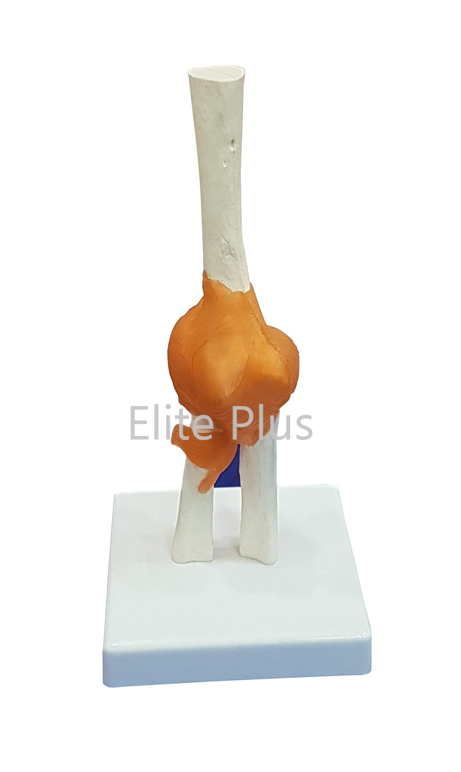 Elbow Joint Anatomy Model - Life Size Pvc With Flexible Plastic Ligaments, Ivory Color, Ideal For Nursing And Medical Education
