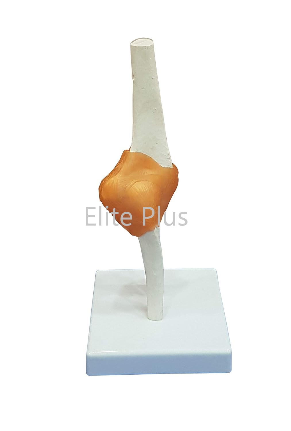 Elbow Joint Anatomy Model - Life Size Pvc With Flexible Plastic Ligaments, Ivory Color, Ideal For Nursing And Medical Education