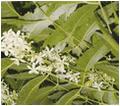 नीम (Azadirachta Indica) ... हमें मत भरोसा करो। हमें आजमाओ ... अपना 100% मुफ्त नमूना अब मांगें।