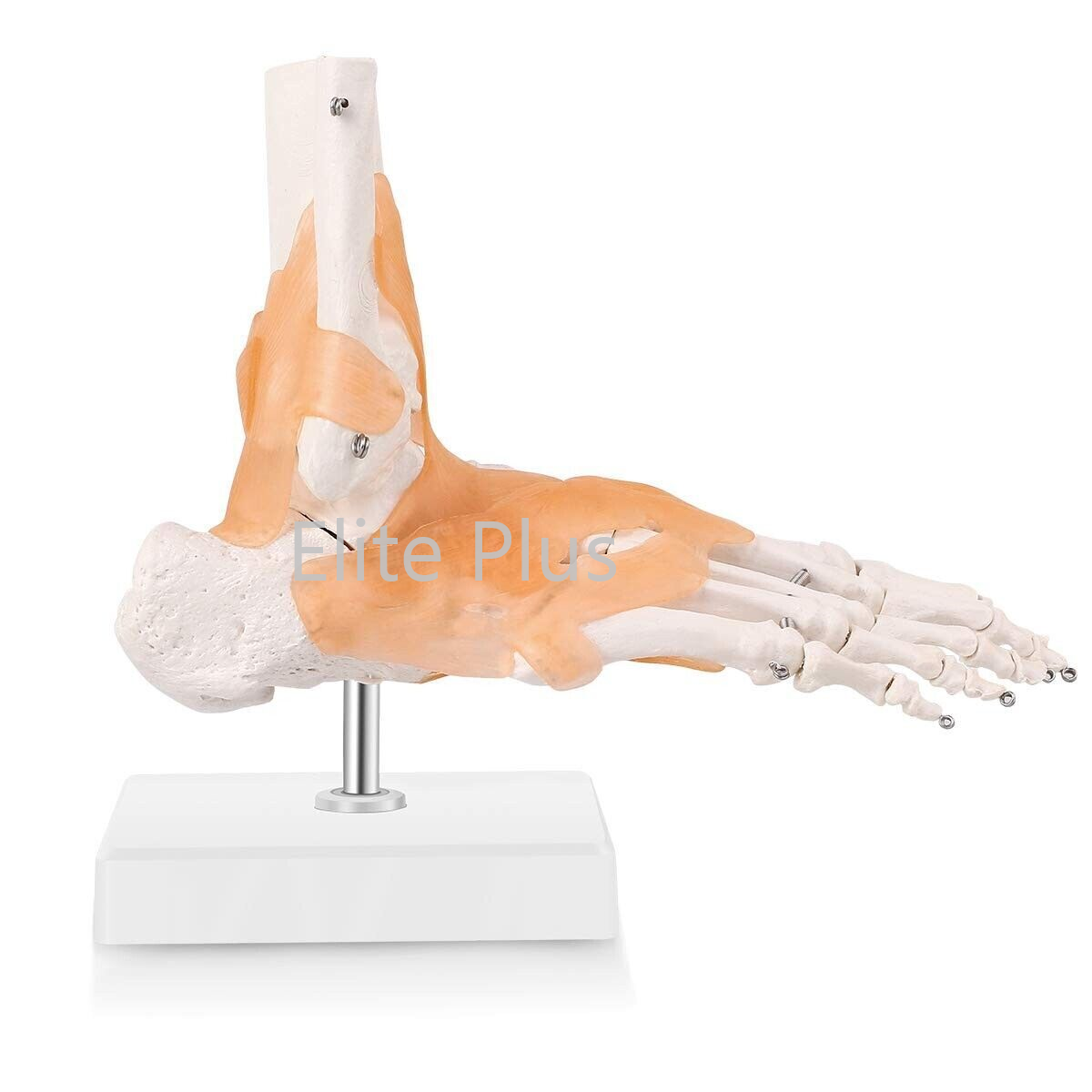 Zx-s113a Foot Joint Model Flexible
