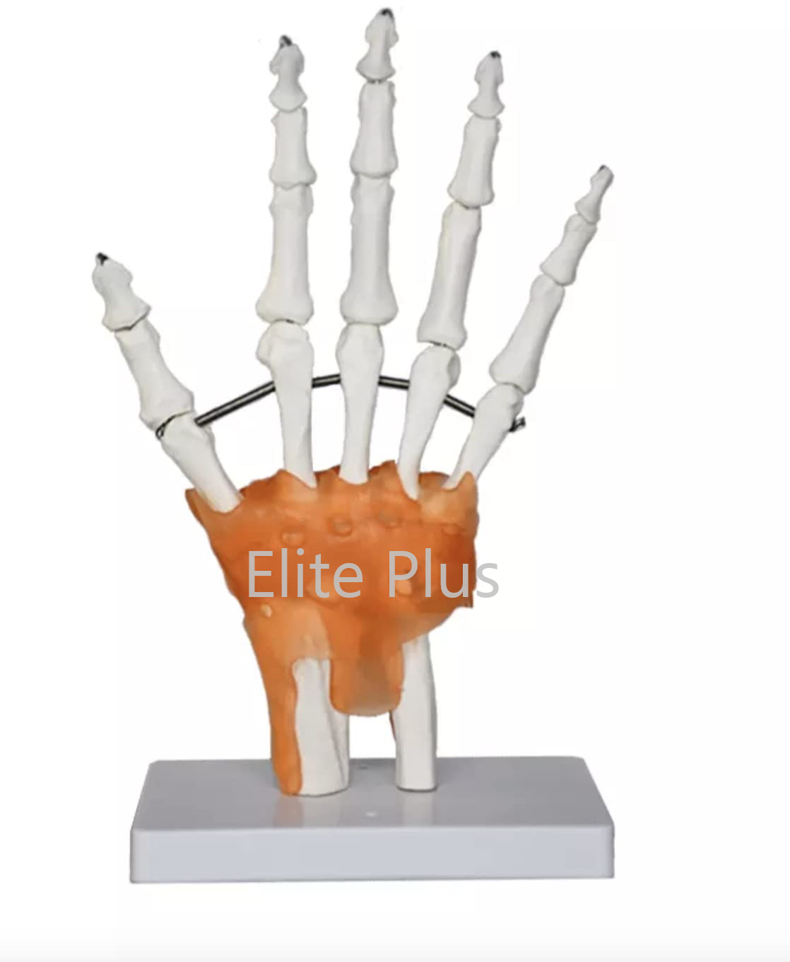 Zx-s114a Hand Joint Model Flexible - Color: Ivory