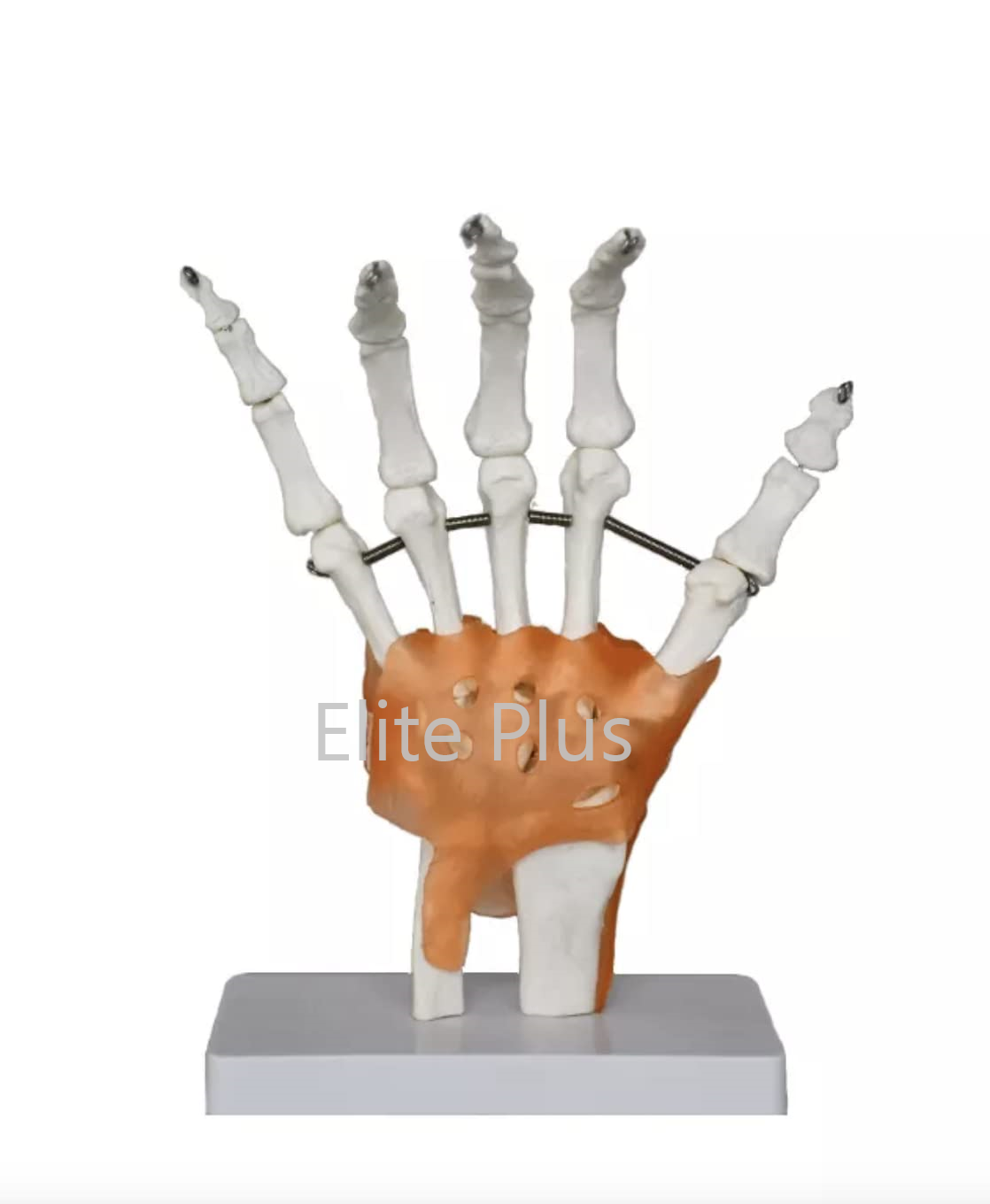 Zx-s114a Hand Joint Model Flexible - Color: Ivory