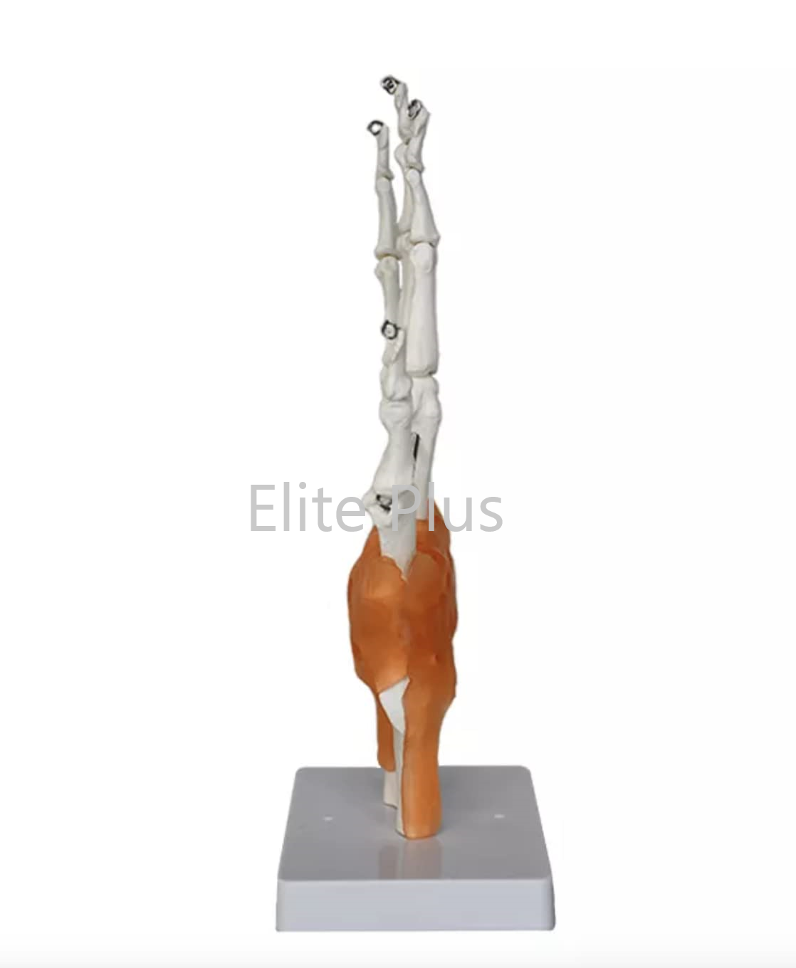 Zx-s114a Hand Joint Model Flexible - Color: Ivory
