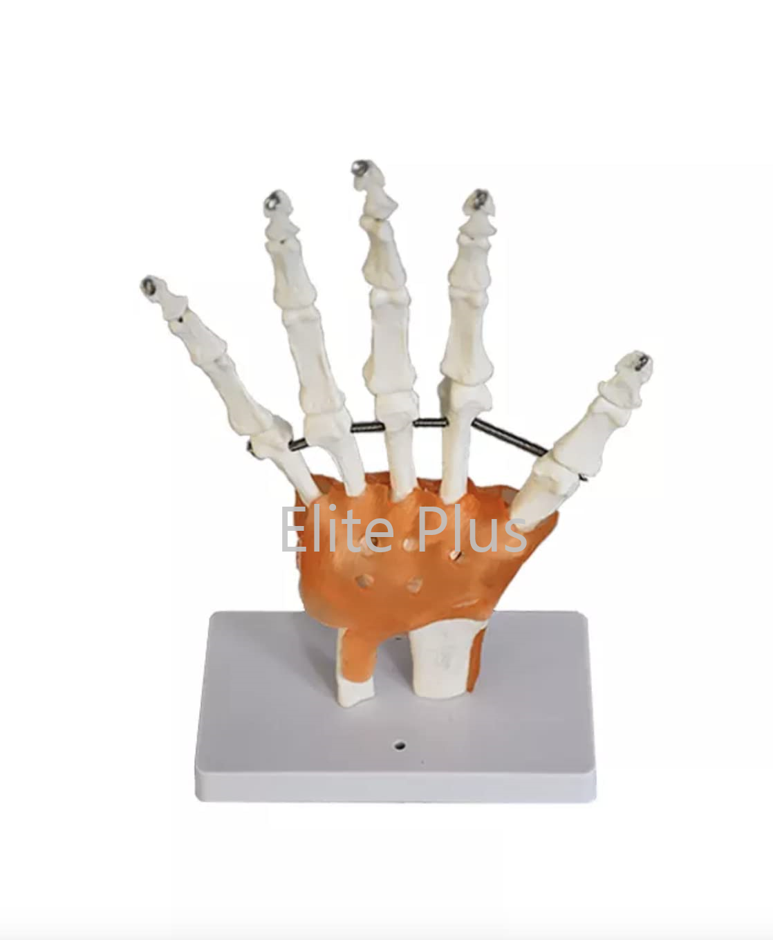 Zx-s114a Hand Joint Model Flexible - Color: Ivory