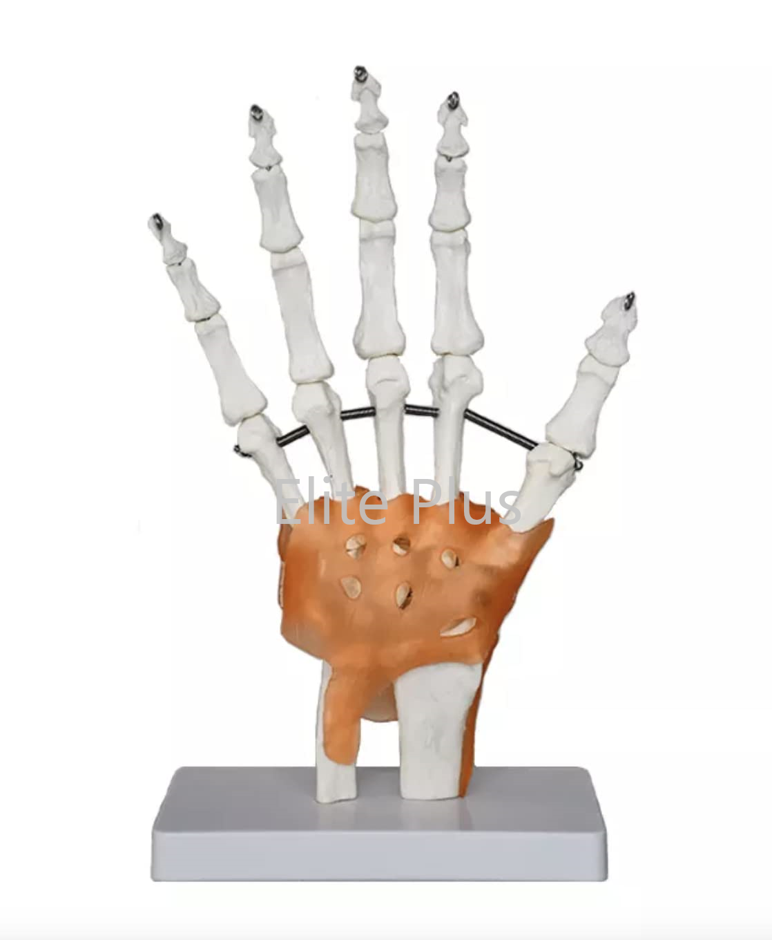 Zx-s114a Hand Joint Model Flexible - Color: Ivory