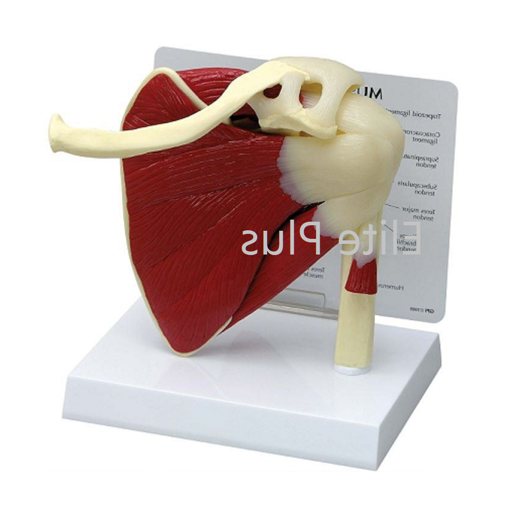 Zx-1212p Muscular Shoulder Joint Model