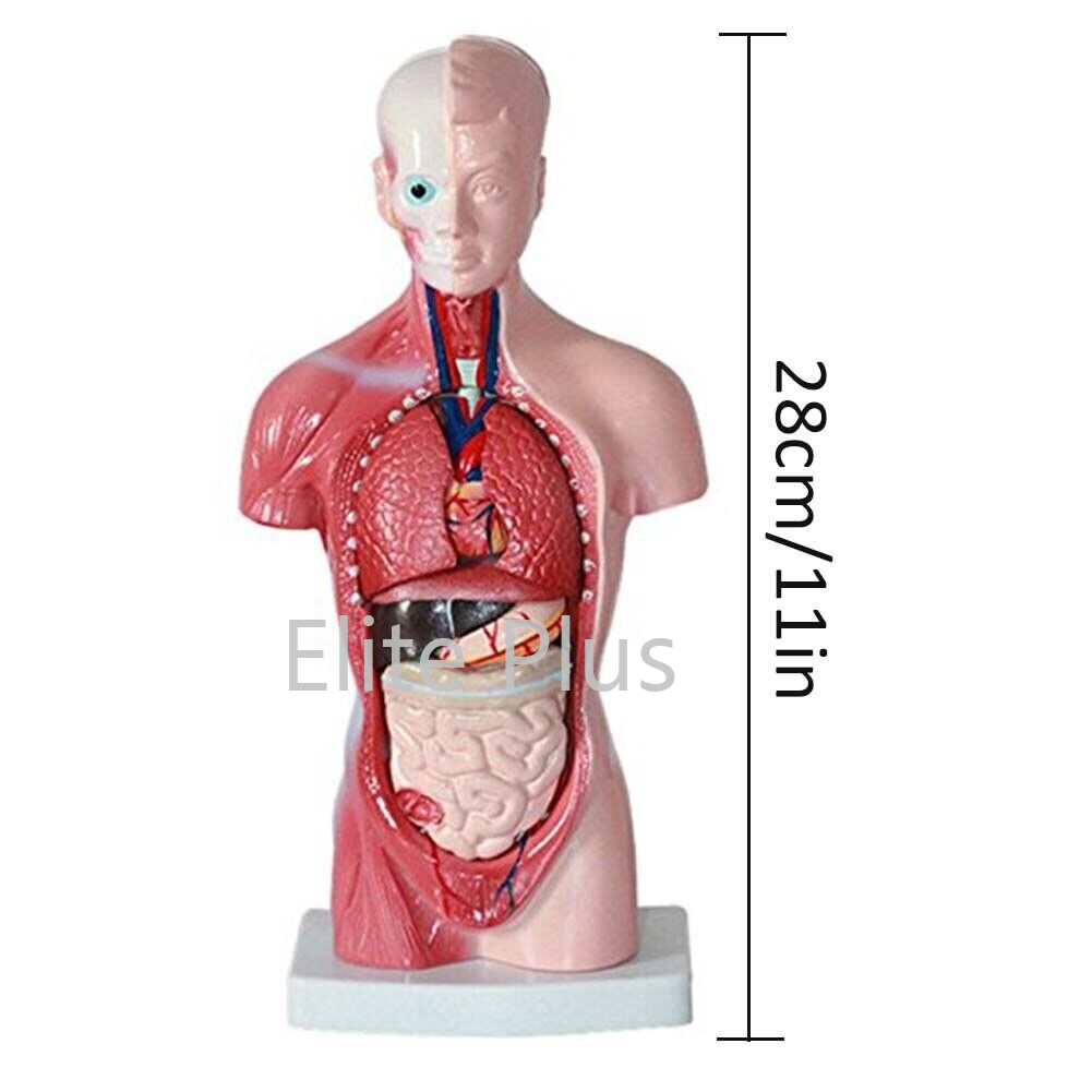 Zx-1103p Human Torso Small - Color: Multicolor