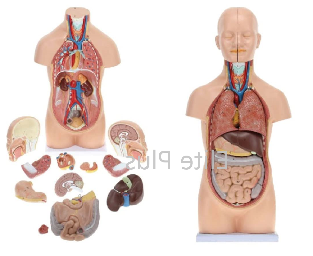 Zx-1102pn Human Mini Torso 50 Cm (12 Parts) - Color: Multicolor