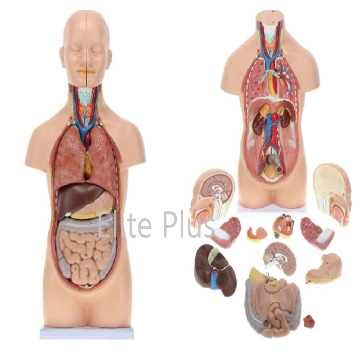 Zx-1102pn Human Mini Torso 50 Cm (12 Parts) - Color: Multicolor