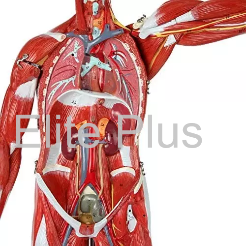 Zx-1222pn Muscular Human Body 78 Cm, 27 Parts at 40000.00 INR in
