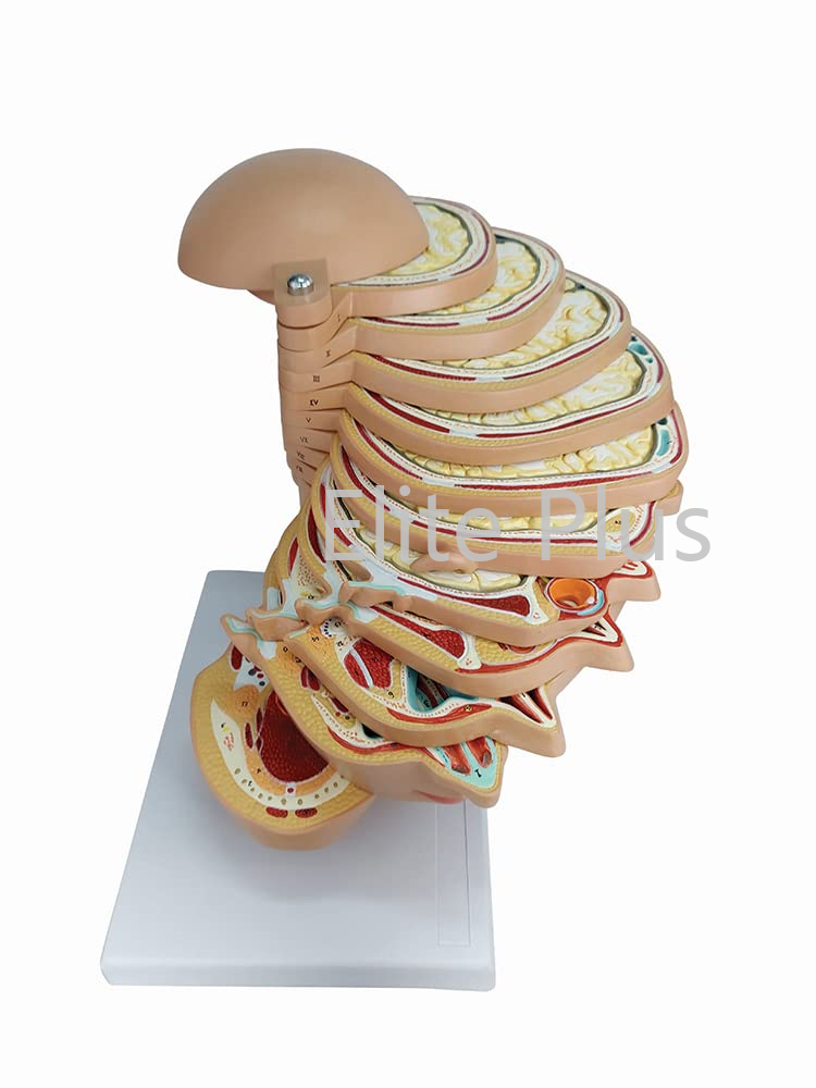 Zx-1433pn Sliced Head Model, 12 Slices - Color: Multicolor