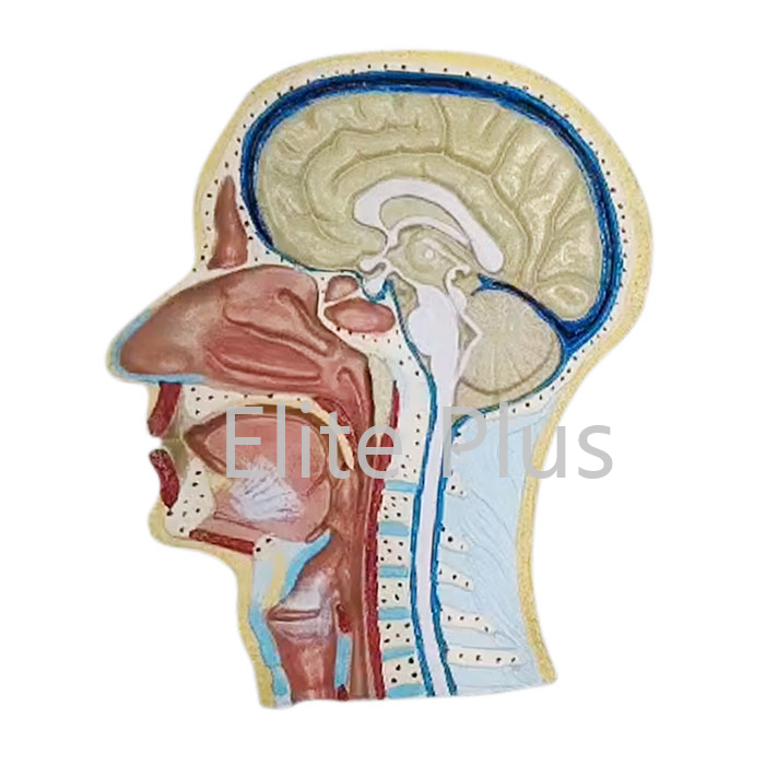 Zx-1414p Human Head Model Sagittal Section at 1950.00 INR in Pune ...
