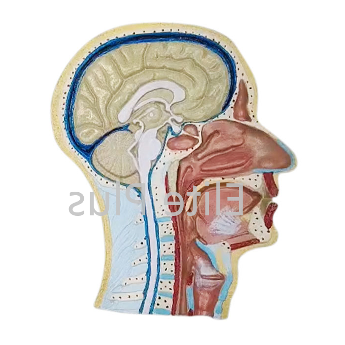 Zx-1414p Human Head Model Sagittal Section at 1950.00 INR in Pune ...