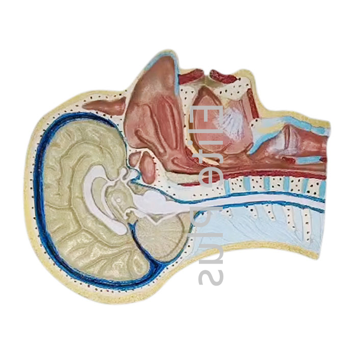 Zx-1414p Human Head Model Sagittal Section at 1950.00 INR in Pune ...