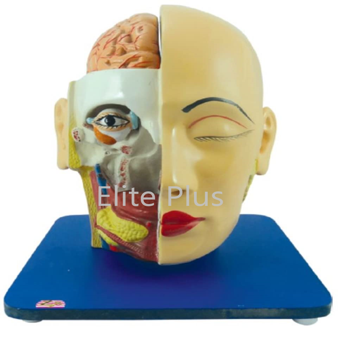 Zx-1409e Head, Brain And Eye - Color: Multicolor