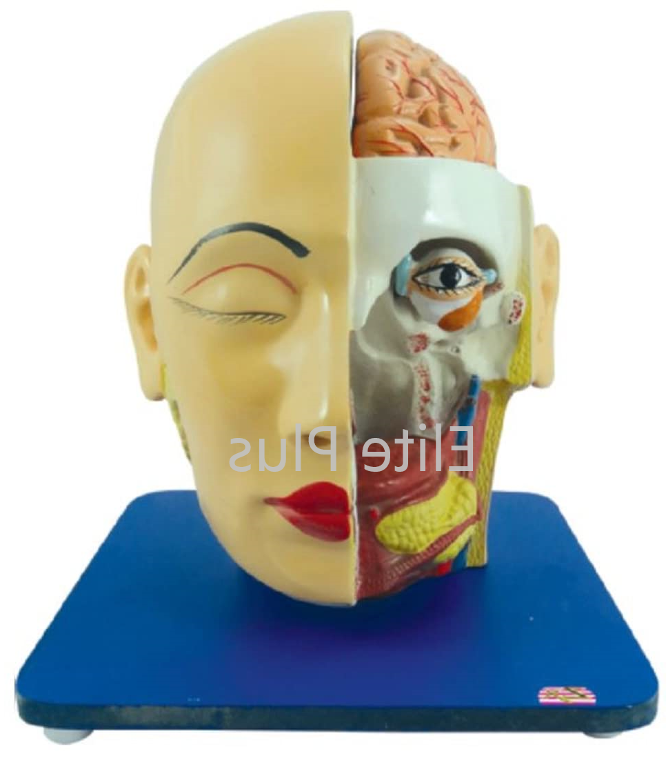 Zx-1409e Head, Brain And Eye - Color: Multicolor