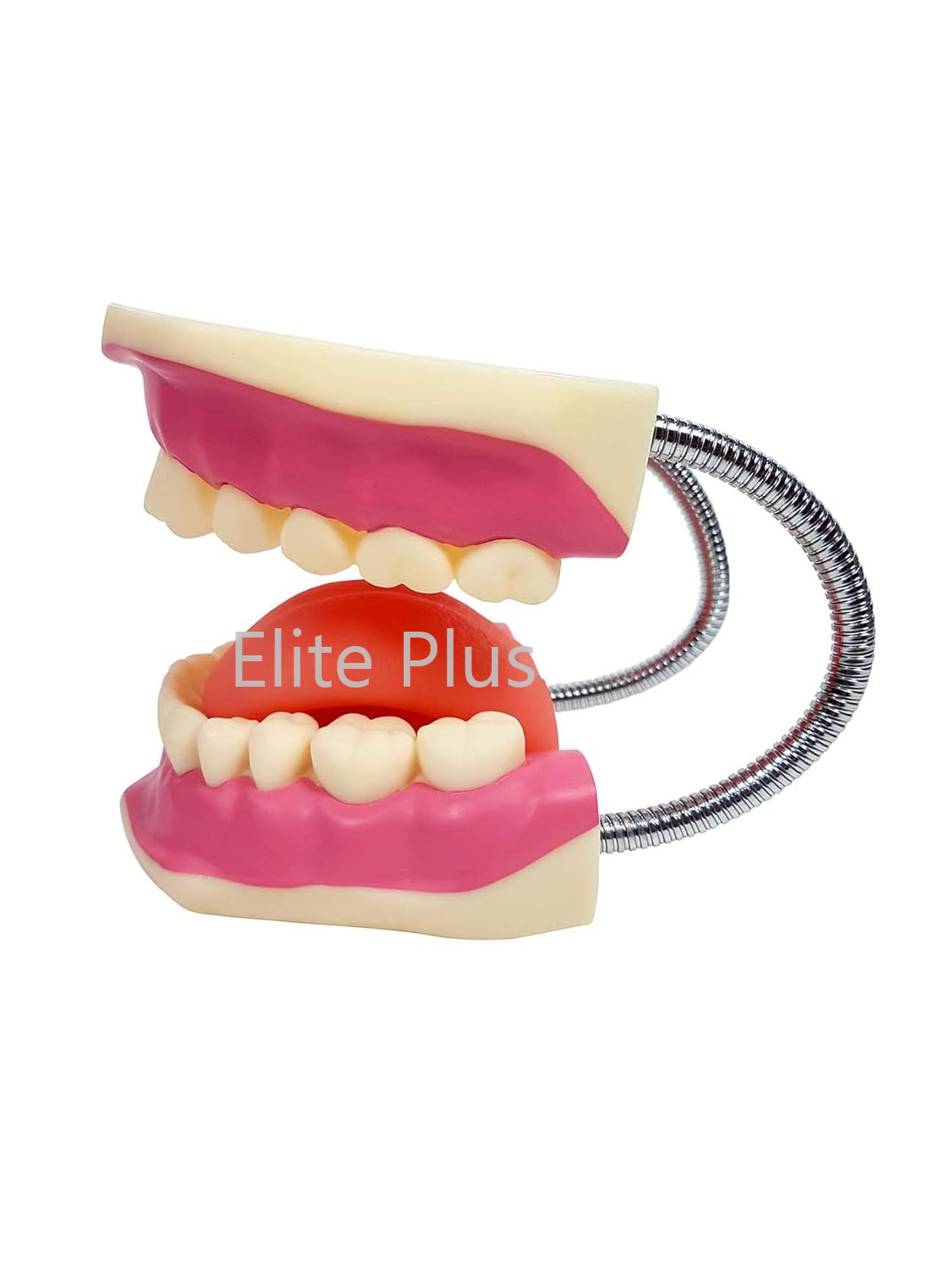 歯むんちゅ Zx-1427 Teeth Care Model Enlarged With Giant Teeth Brush - Pvc