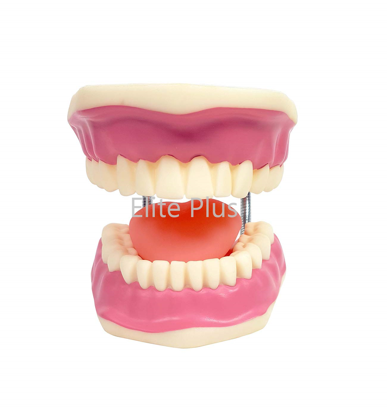 Zx-1427 Teeth Care Model Enlarged With Giant Teeth Brush - Pvc