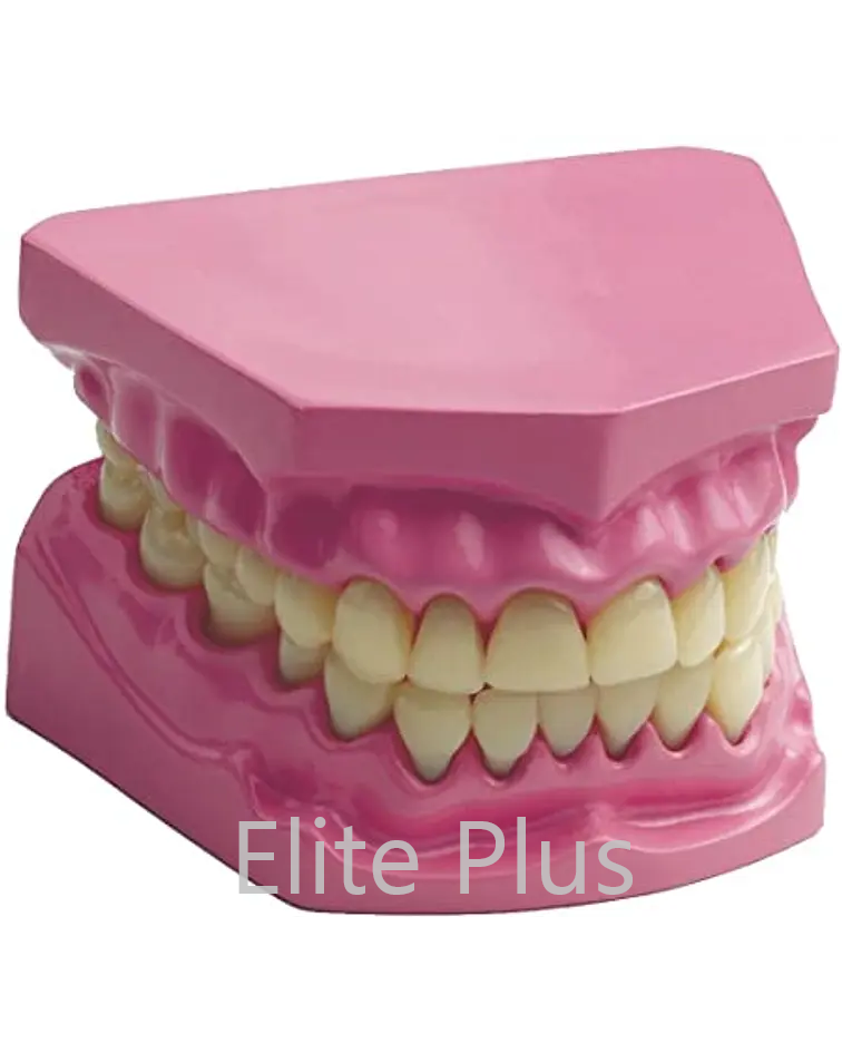 Th002 Dental Model Small - Color: Multicolor