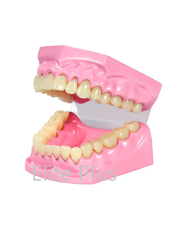 Th002 Dental Model Small - Color: Multicolor