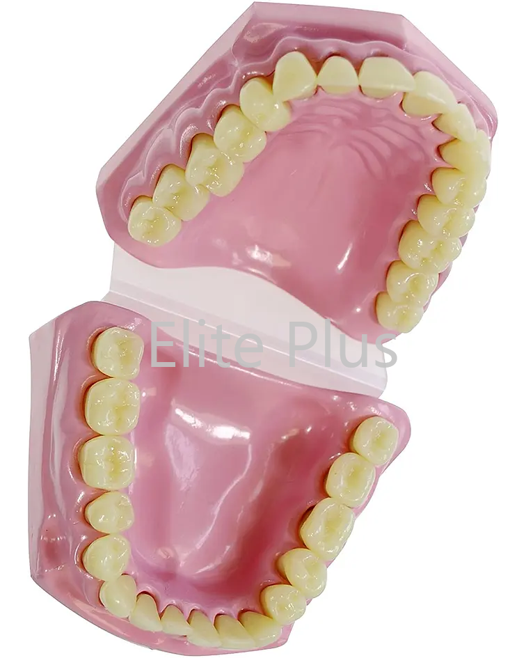 Th002 Dental Model Small - Color: Multicolor