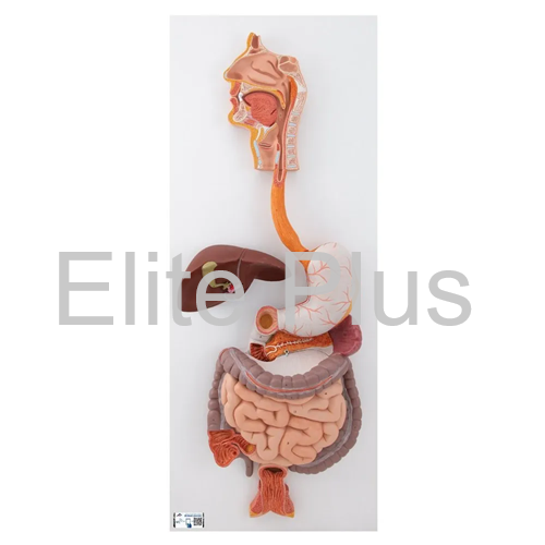Zx-1311pn Digestive System Model Pvc