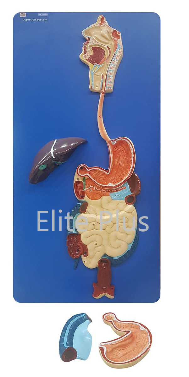 Zx-1301a Human Digestive System - Color: Multicolor