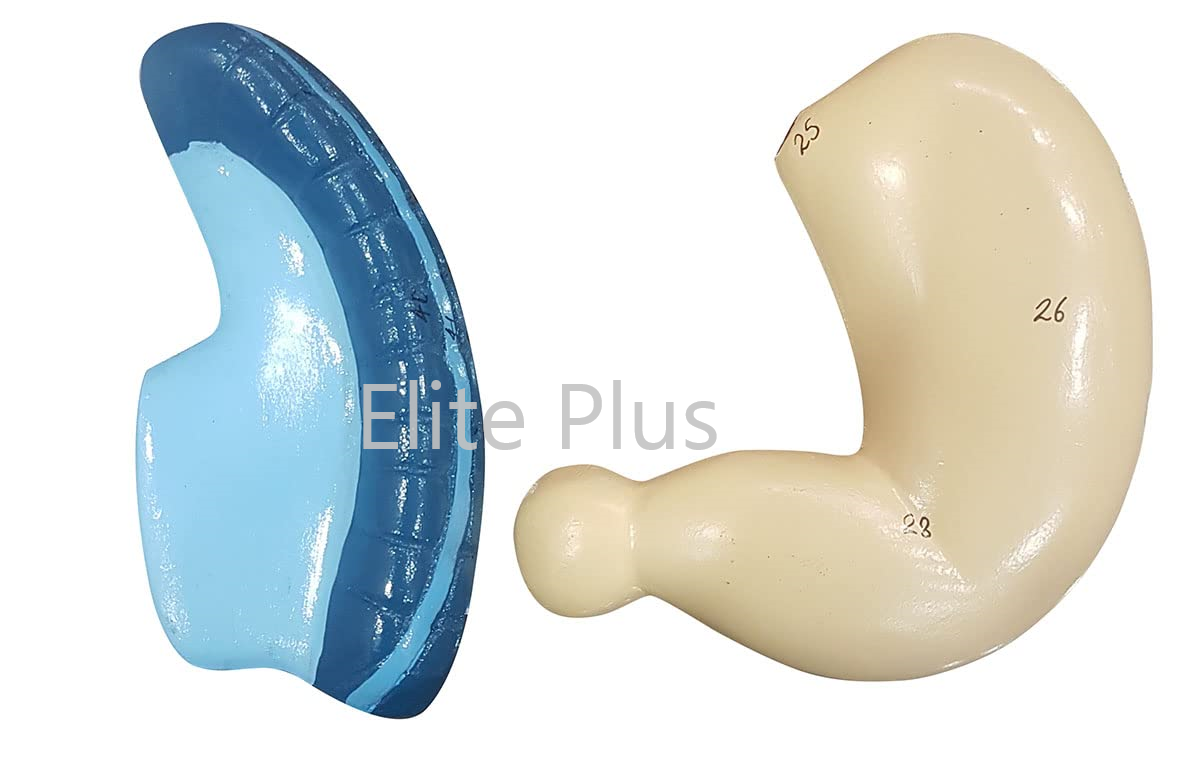 Zx-1301a Human Digestive System - Color: Multicolor