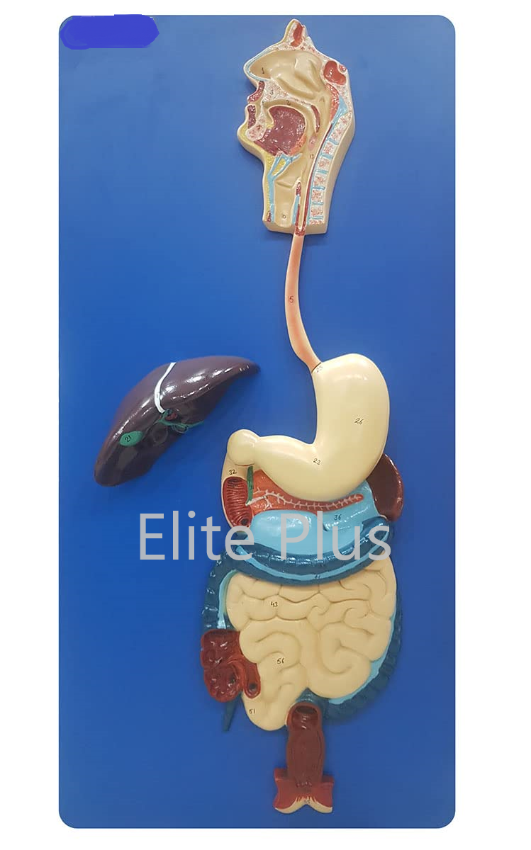 Zx-1301a Human Digestive System - Color: Multicolor