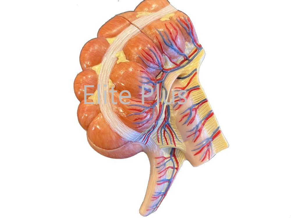 Zx-1434p Caecum And Appendix, Enlarged