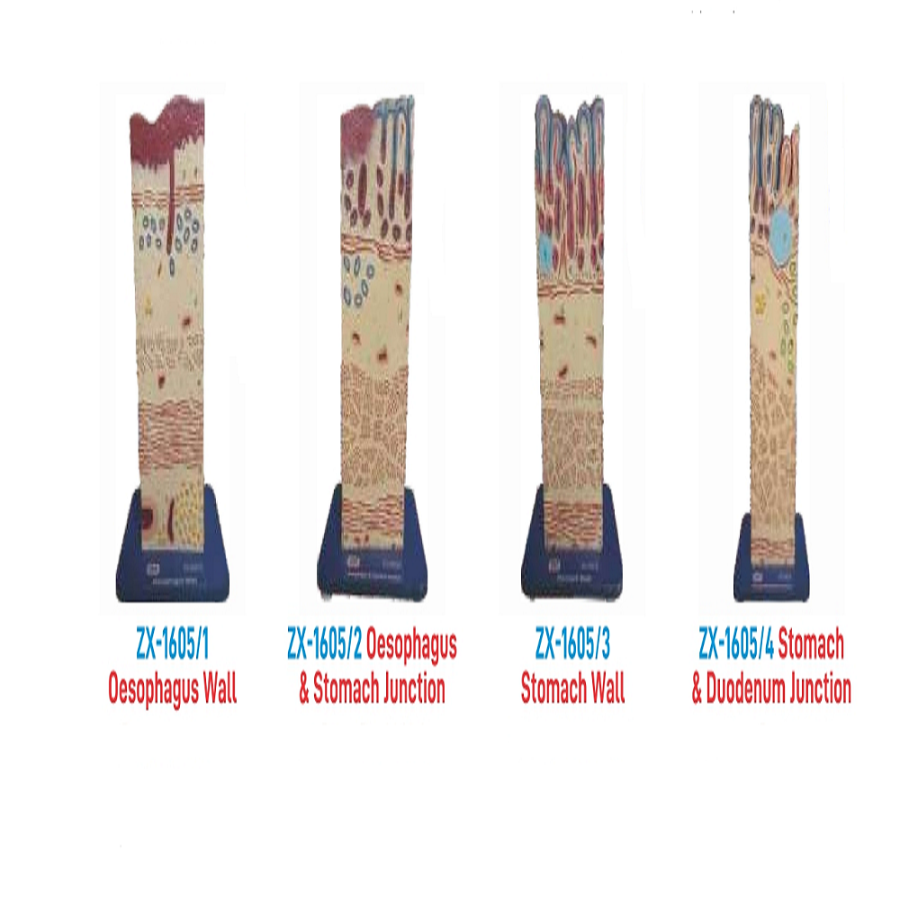 Zx-1605 Alimentary Canal Wall Model (Complete Set Of 8)