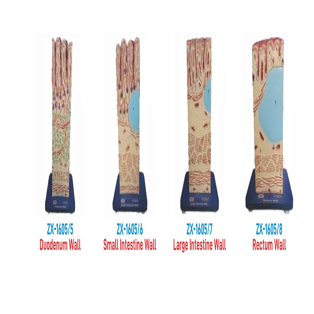 Zx-1605 Alimentary Canal Wall Model (Complete Set Of 8)