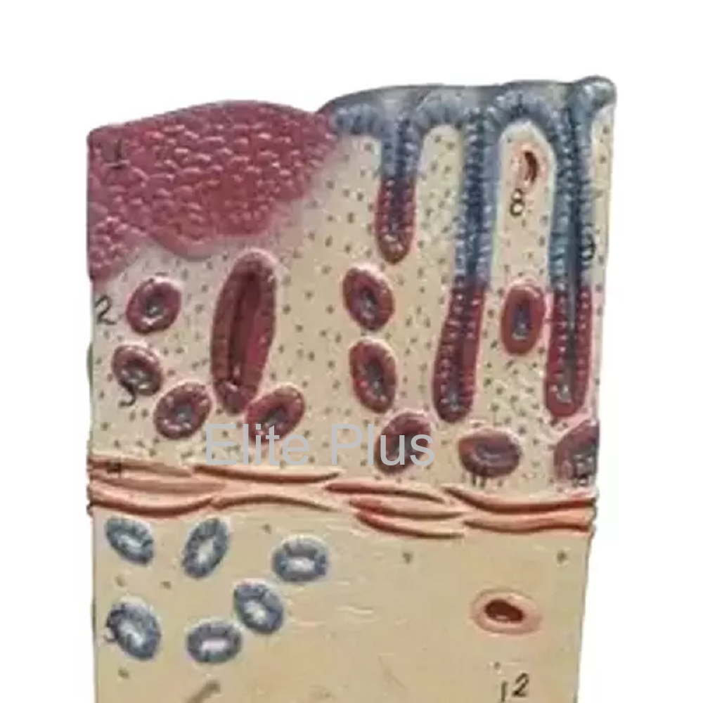 Zx-1605/1 Oesophagus Wall - Color: Multicolor