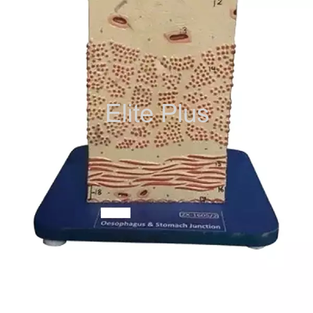 Zx-1605/1 Oesophagus Wall - Color: Multicolor