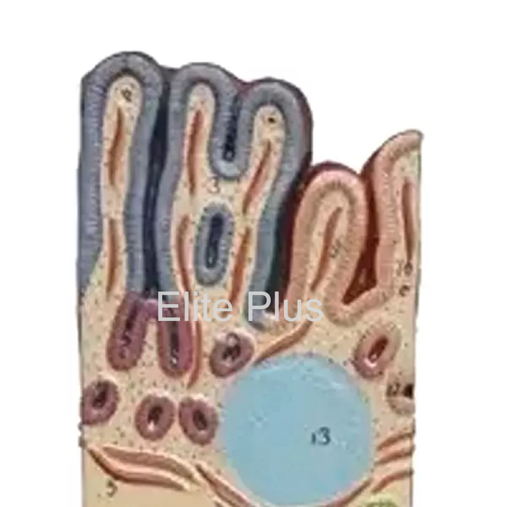 Stomach & Duodenum Junction Model - Pvc Material, 16x16x38 Cm Dimensions | Multicolor Design, 17 Educational Features For Nursing And Medical Colleges