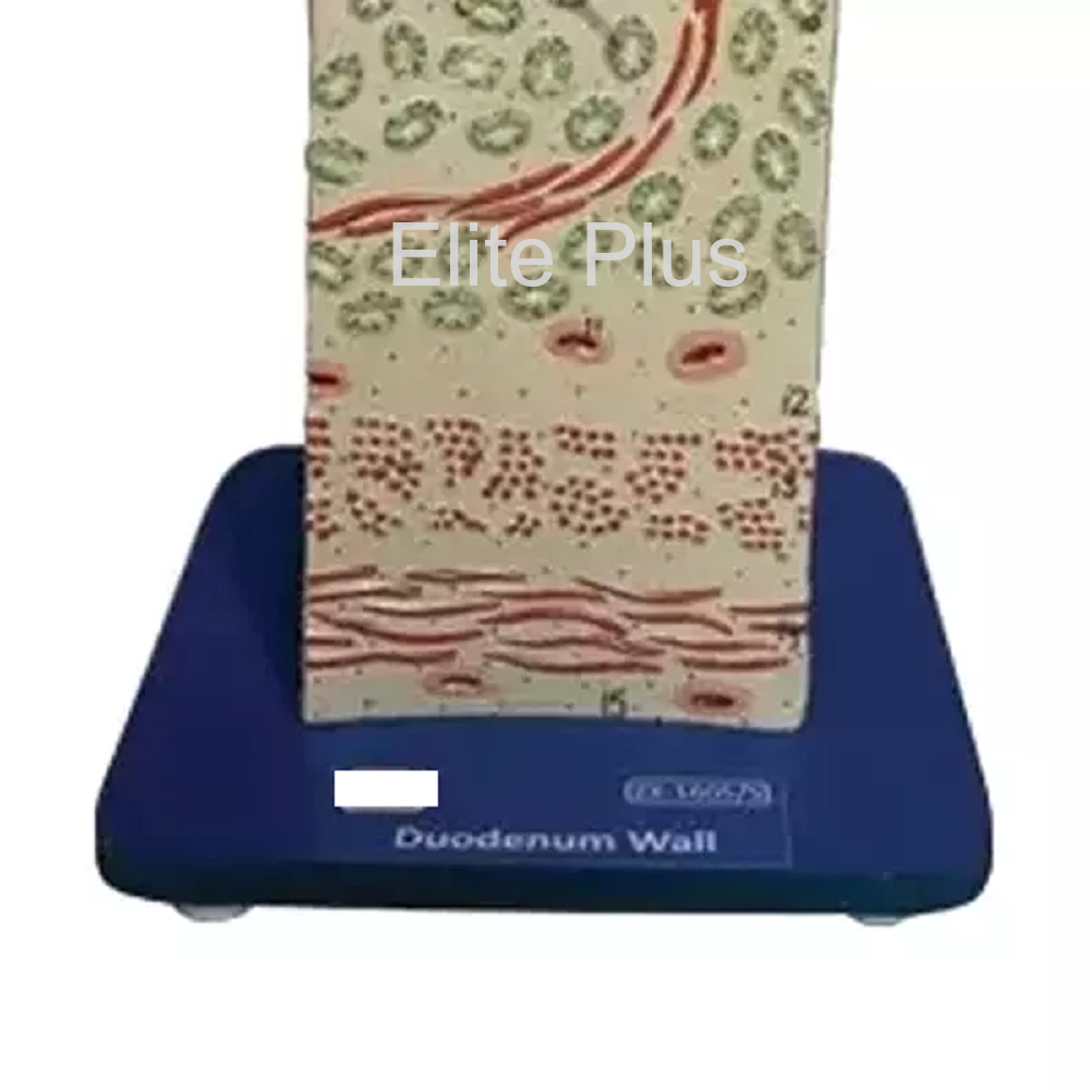 Zx-1605/5 Duodenum Wall