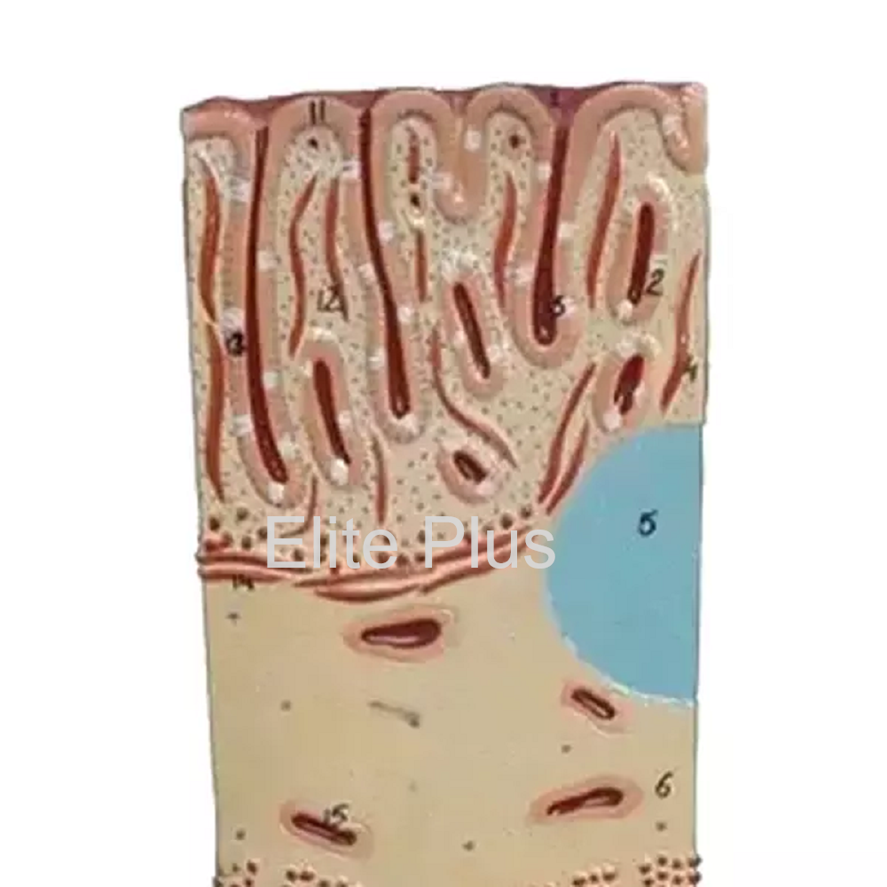 Zx-1605/7 Large Intestine Wall - Color: Multicolor