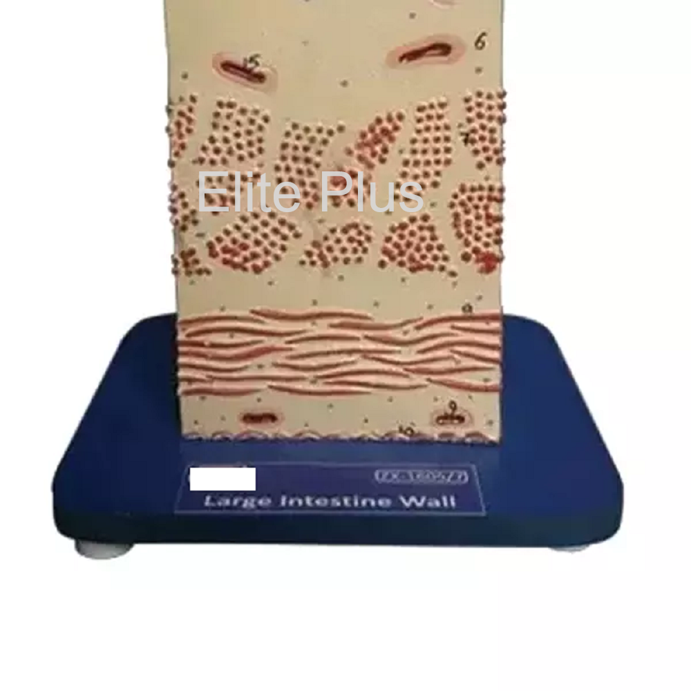 Zx-1605/7 Large Intestine Wall - Color: Multicolor