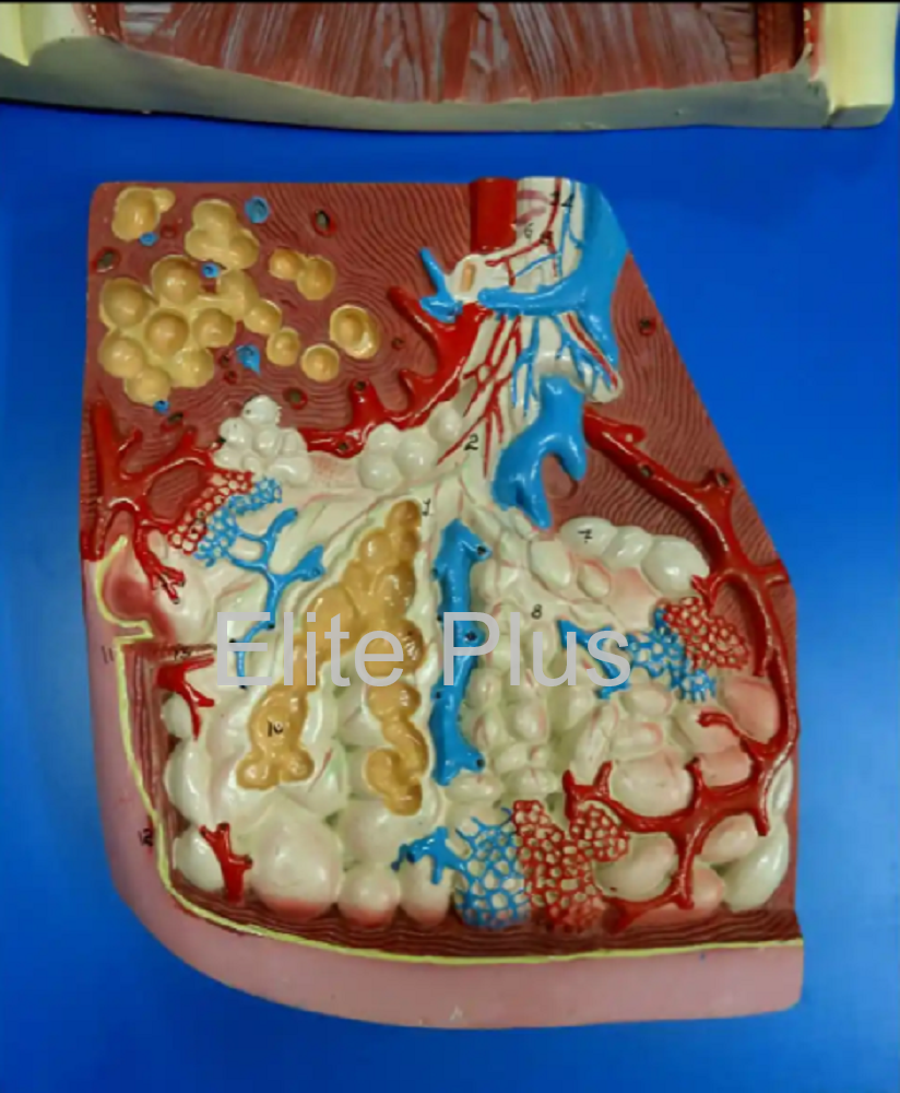 Zx-1306 Human Respiratory System - Color: Multicolor