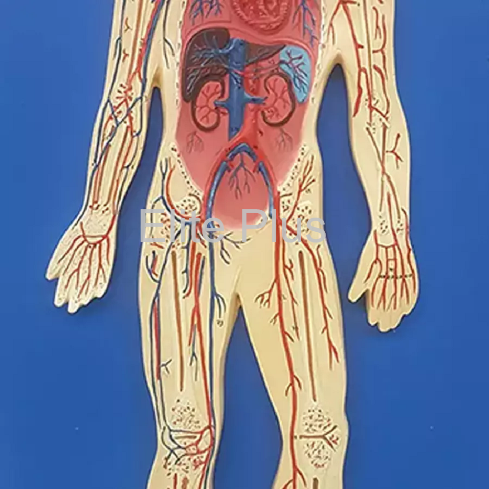 Zx-1302 Human Circulatory System at 4800.00 INR in Pune | Elite Plus