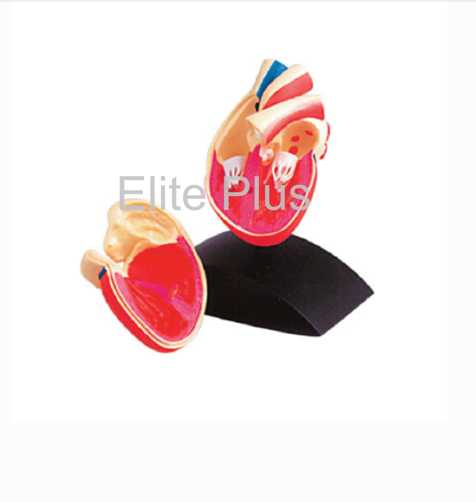 Pd002 Heart Model - Color: Multicolor