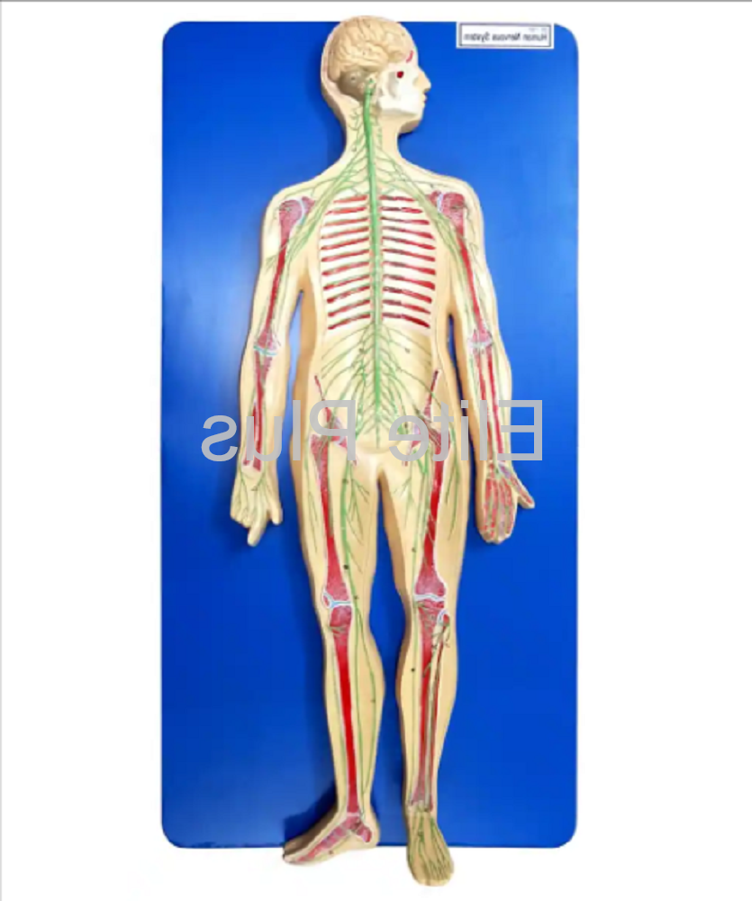 Zx-1307 Human Nervous System at 4800.00 INR in Pune | Elite Plus