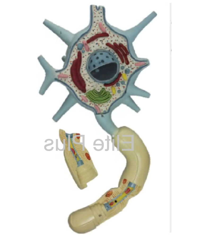 Zx-1602 Neuron - Color: Multicolor