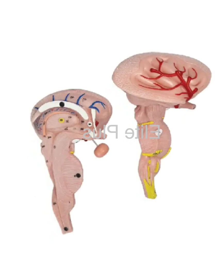 Zx-1438pn Brain Stem Model, Enlarged