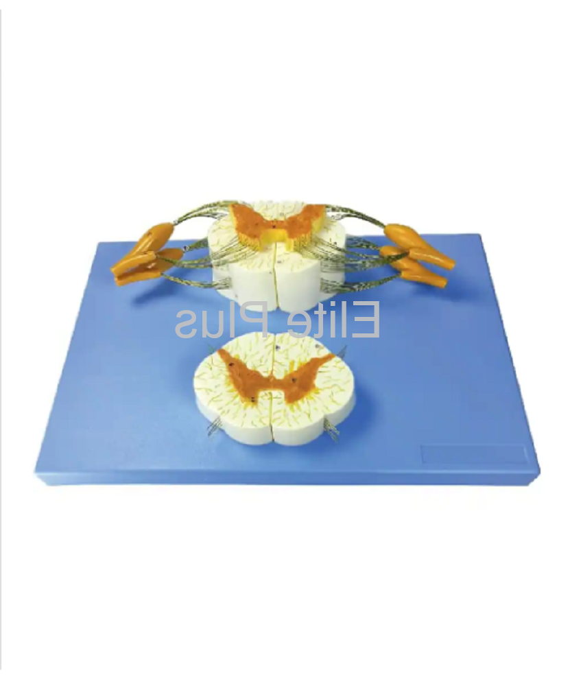 Zx-1612pn Spinal Cord And Nerve Branches - Color: Multicolor