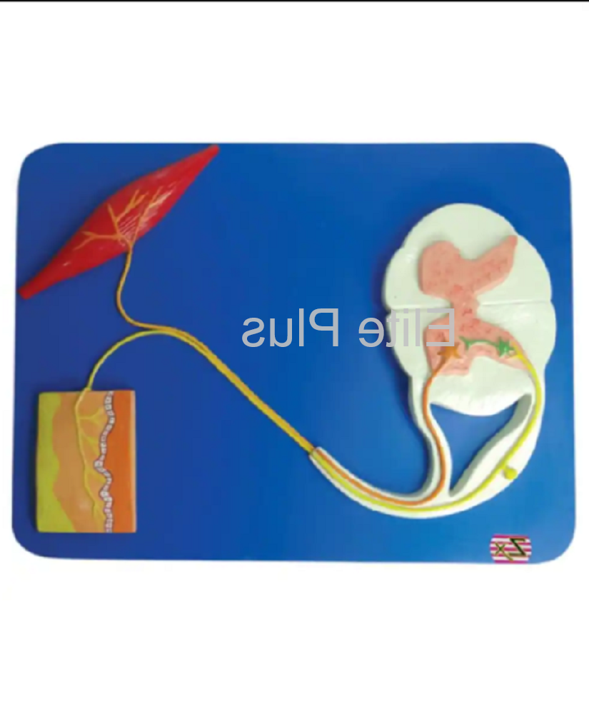 Zx-1610e Reflex Arc - Color: Multicolor