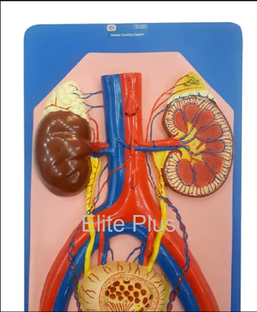 Zx-1303 Human Excretory System at 4800.00 INR in Pune | Elite Plus