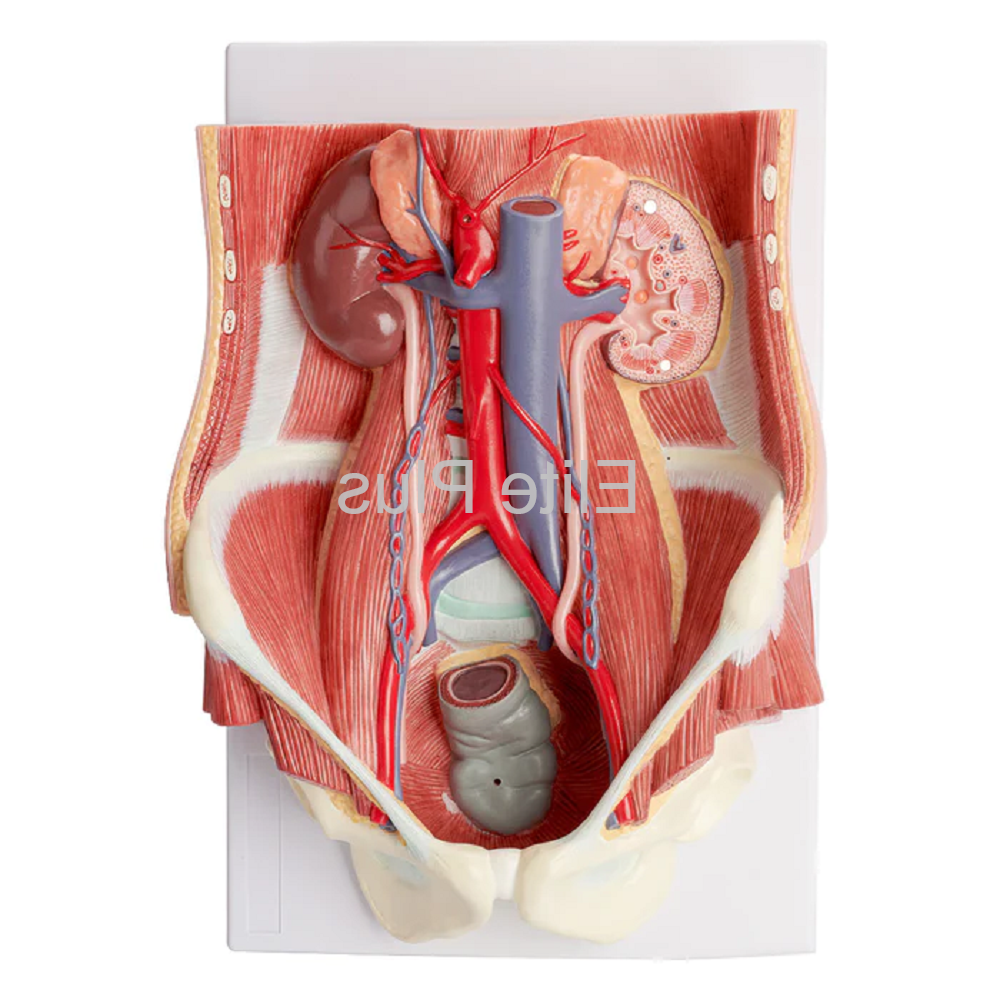 Zx-s333p Urinary System Block Model Dual, 6 Parts