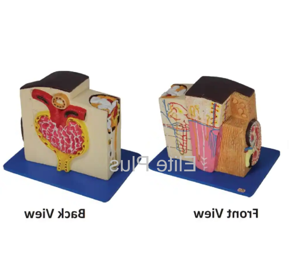 Kidney Microstructure Model - Hsp Resin 30x20x24 Cm, Multicolor, 45 Features Marked, Ideal For Nursing And Medical Colleges