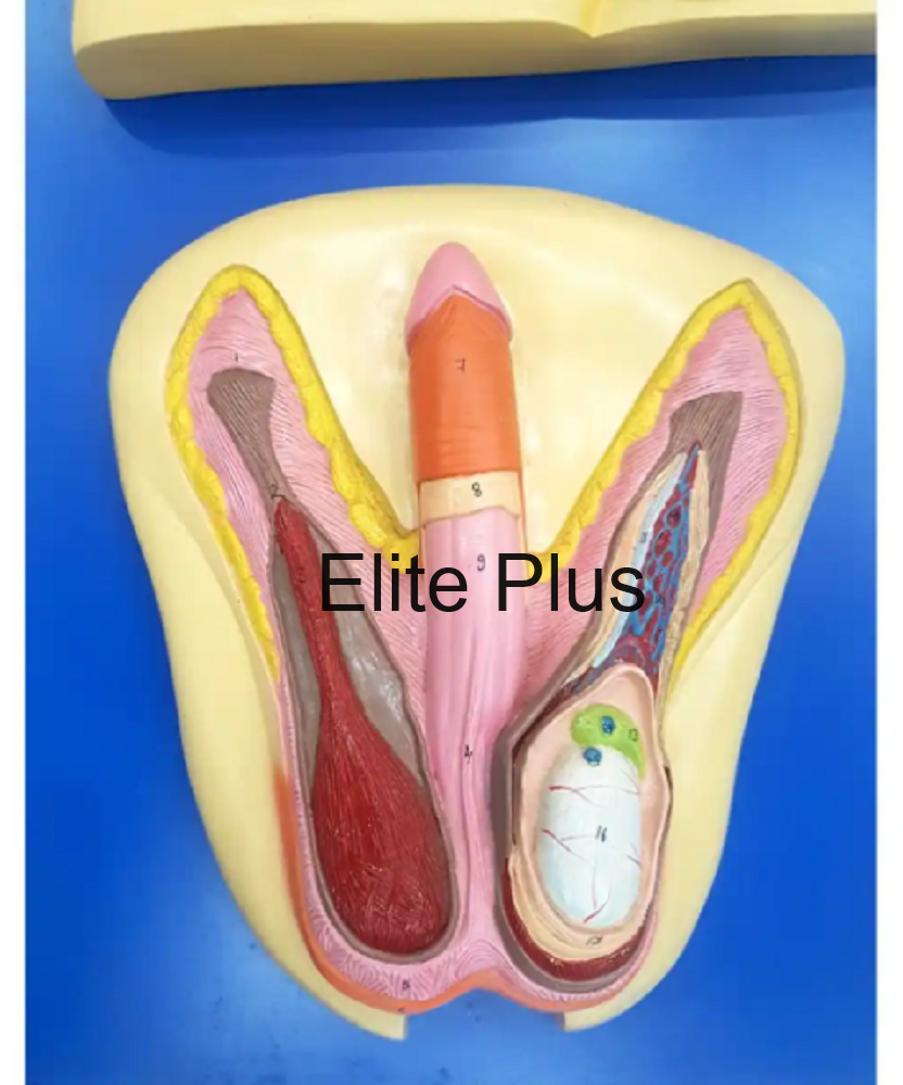 Zx-1304 Human Reproductive System Male at 4800.00 INR in Pune